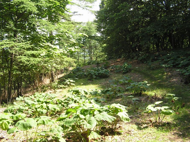 鷹ノ巣山 -- ここもフキが多い