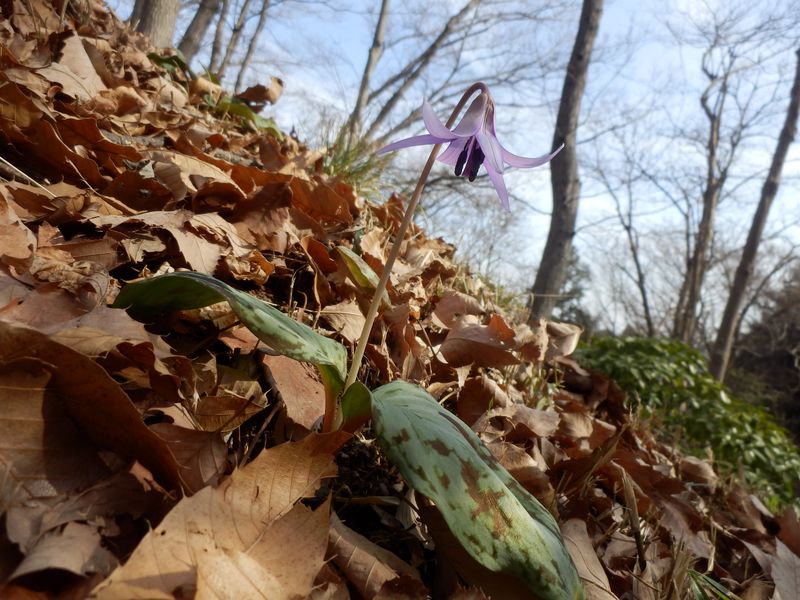 カタクリの咲き始め