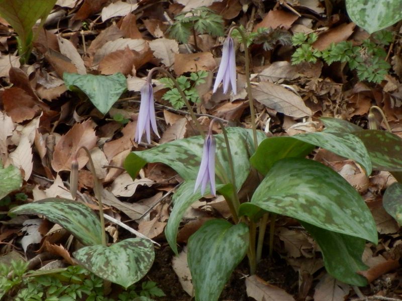 片倉城址公園のカタクリ3株