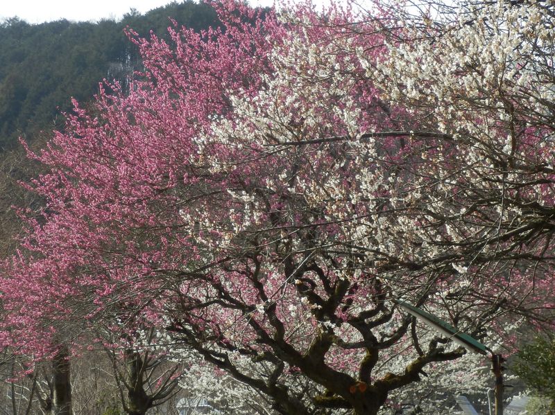 紅白梅とピンク梅