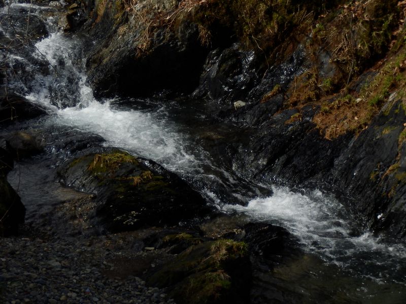案内川の水も温んだような