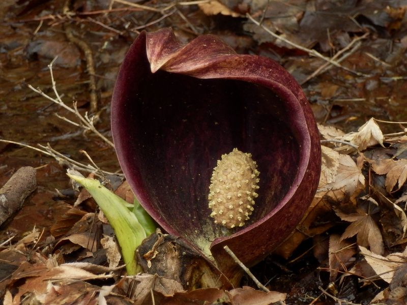 蛇塚のザゼンソウ