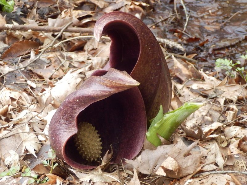 ここにどうしてザゼンソウ？