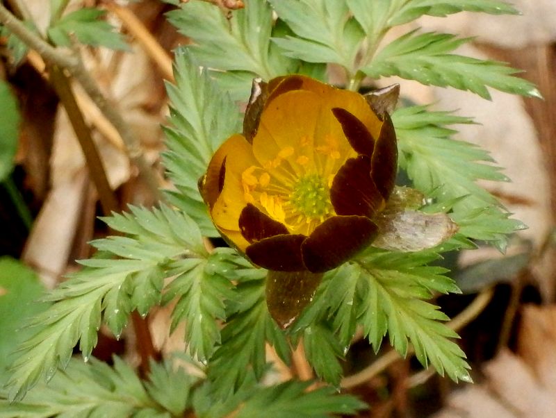 蛇塚のフクジュソウ