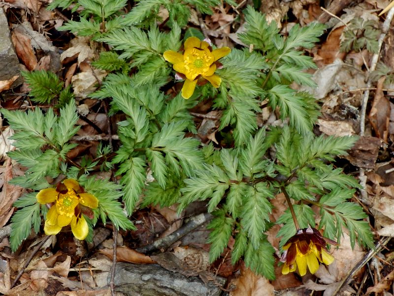 フクジュソウがパラボラでない咲き方