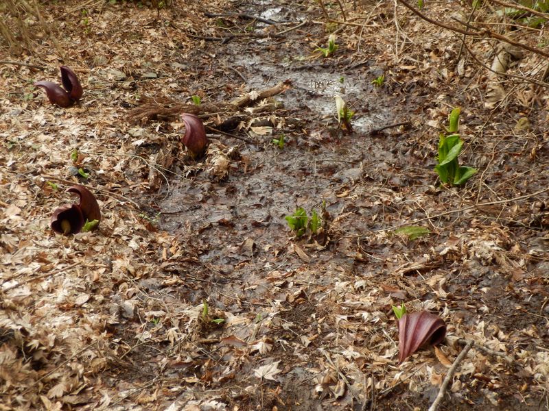 白いのがミズバショウ