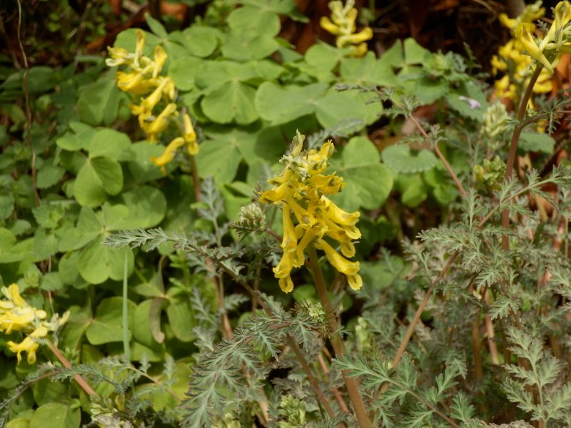 ミヤマキケマン