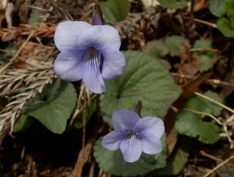 タチツボスミレ、かな？