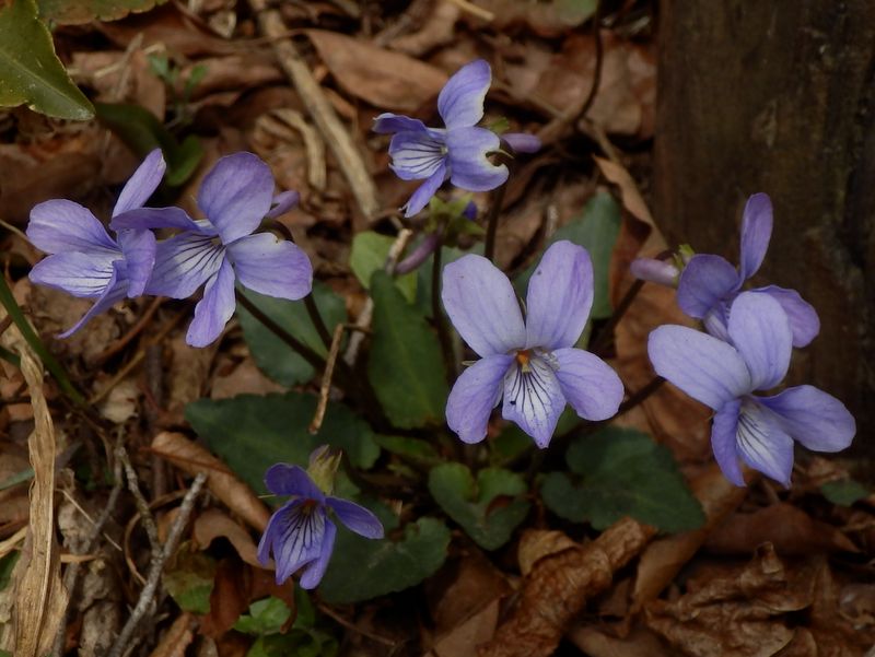 ノジスミレ、かな？