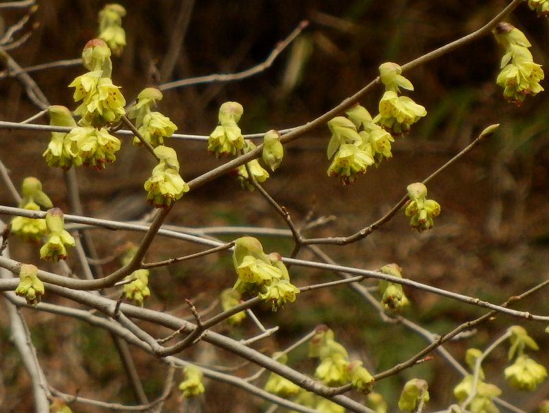 ヒュウガミズキ、だな