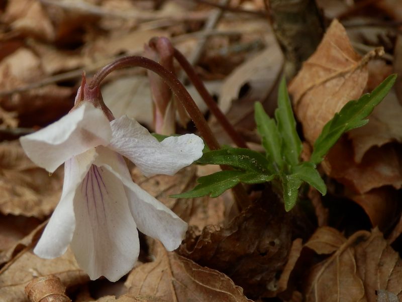 エイザンスミレ