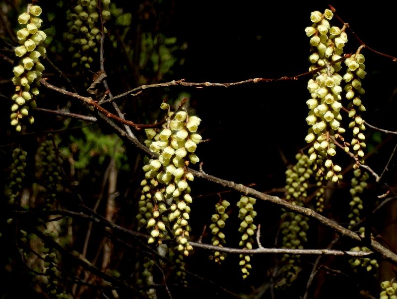 黄金色のキブシ