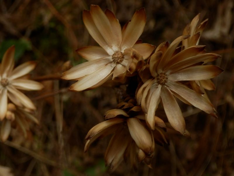 カシワバハグマのドライフラワー
