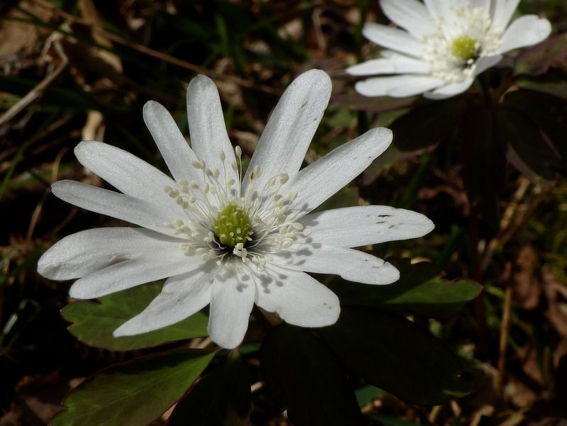 日影沢ではアズマイチゲ