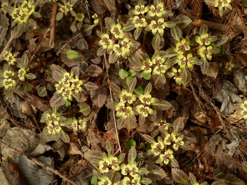ヨゴレネコノメ、たくさんあるぞ