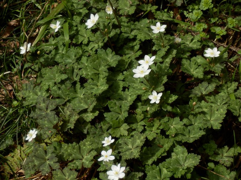 日影沢のニリンソウ
