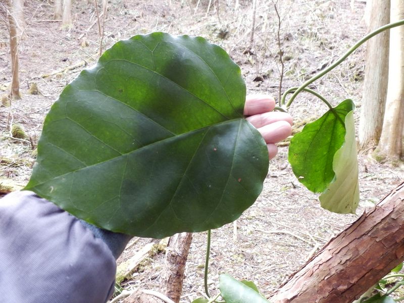 蔓植物の大きな葉