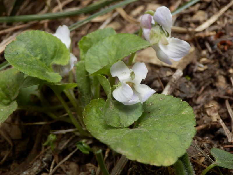 アオイスミレ、かな？