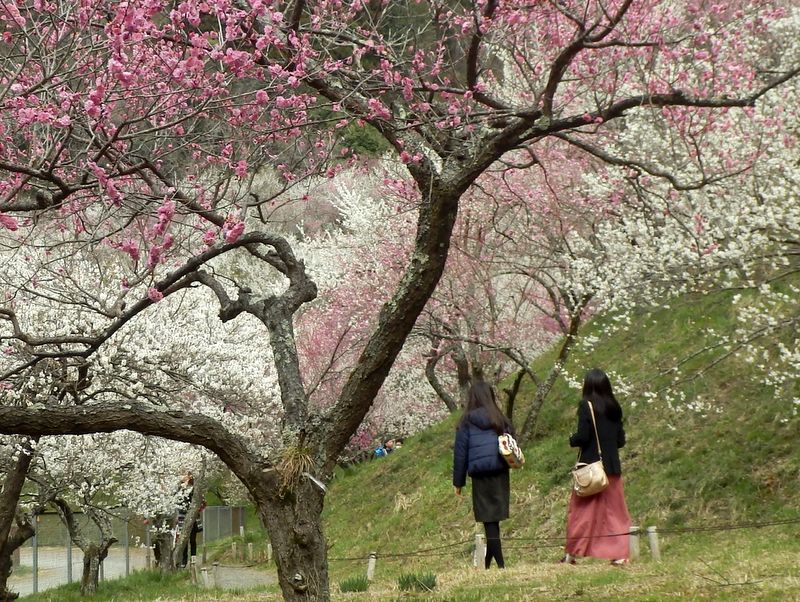 木下沢梅林にやって来た