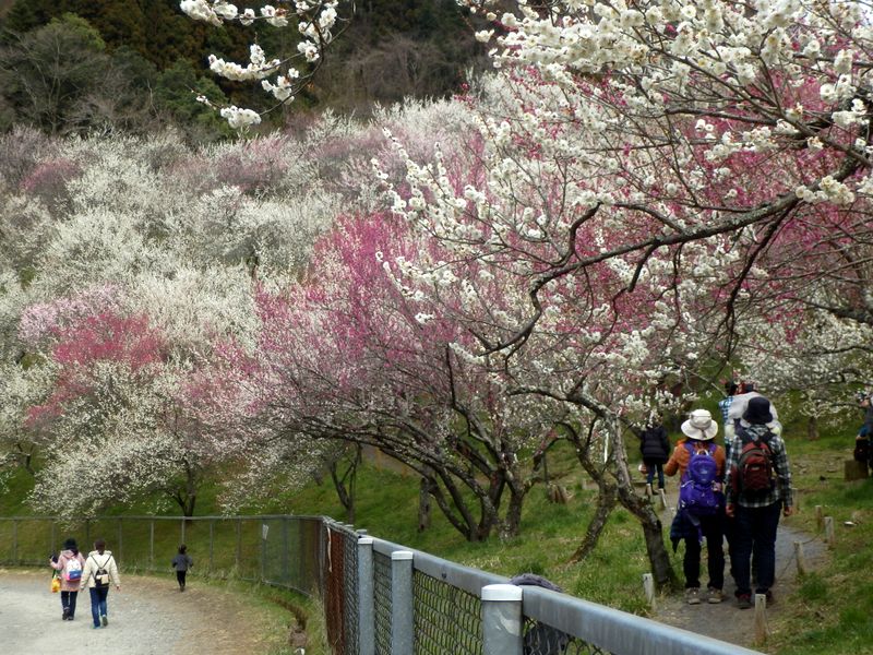 相変らず木下沢梅林