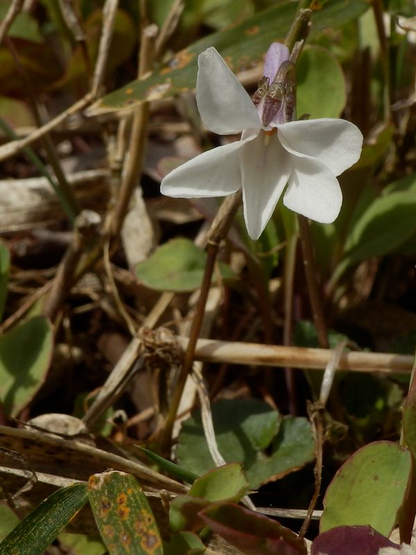 オトメスミレ、かな？