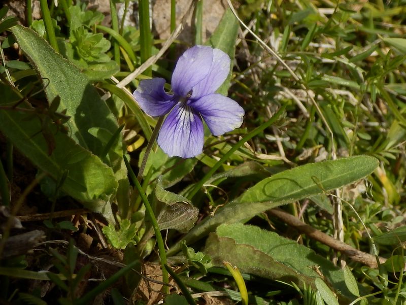 ノジスミレ、かな？