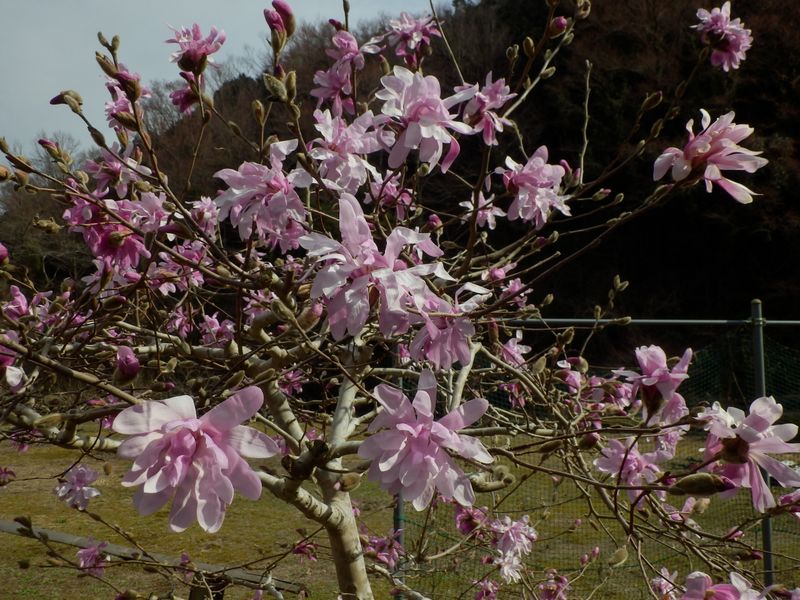 シデコブシ（植栽）