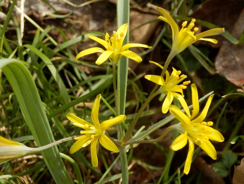 キバナノアマナ