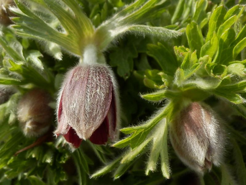 同じオキナグサ