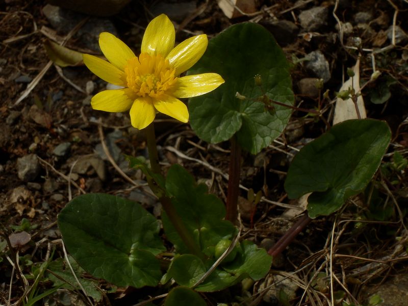 ヒメリュウキンカ