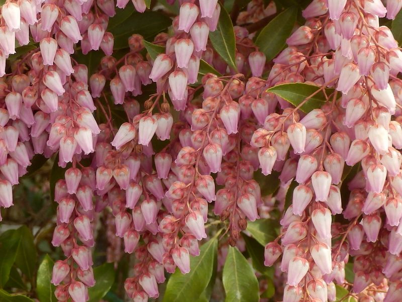 アセビのピンク花（植栽）