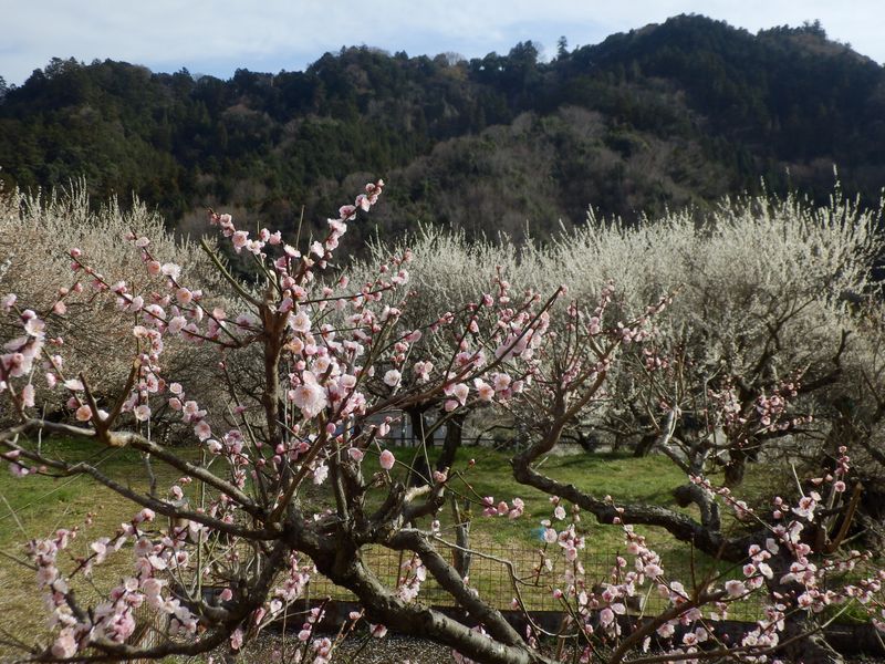 高尾山を背景に、荒井梅林