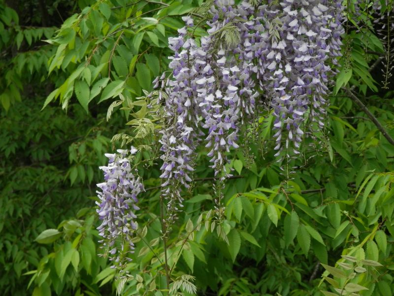 案内川のヤマフジ