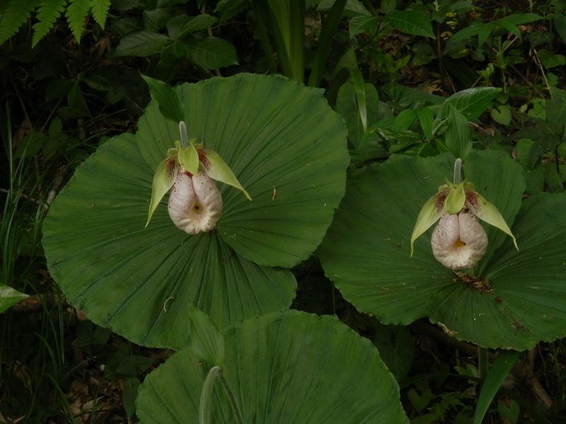 蛇塚のクマガイソウ