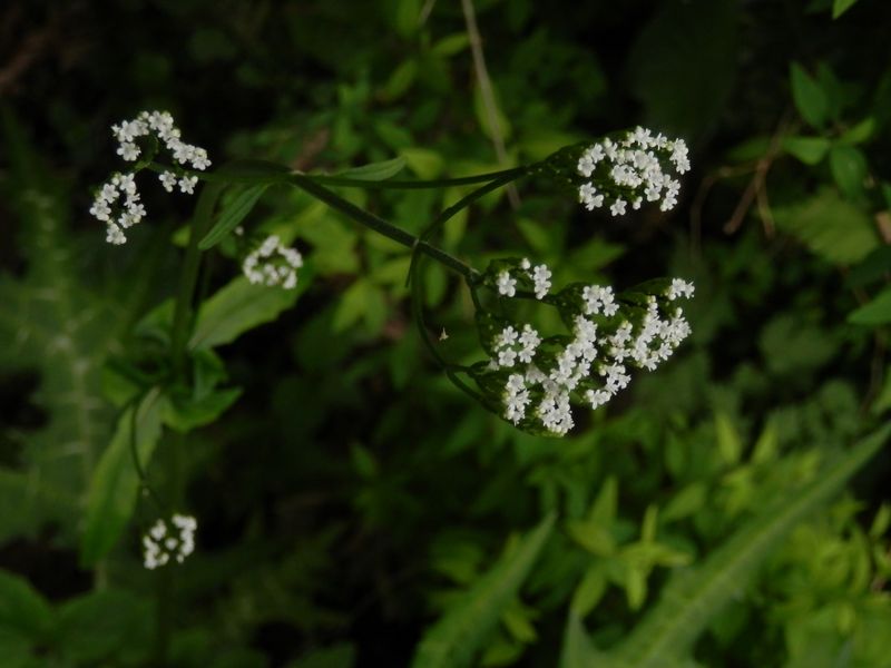 ツルカノコソウ