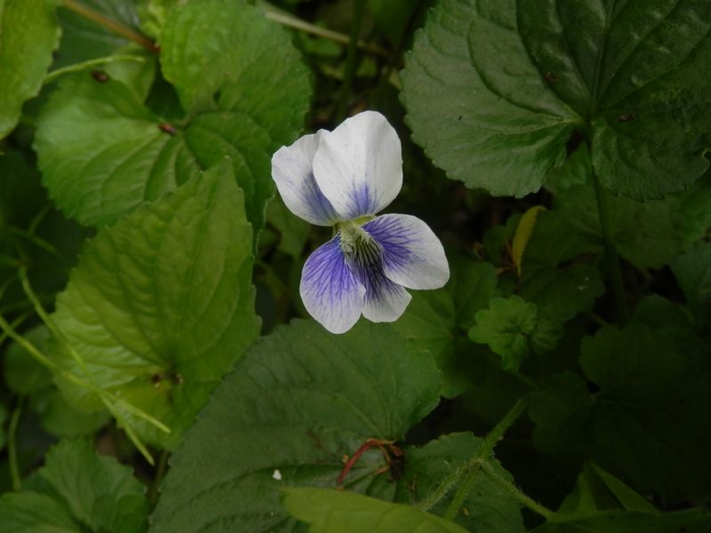 野生化したアメリカスミレサイシン Priceana