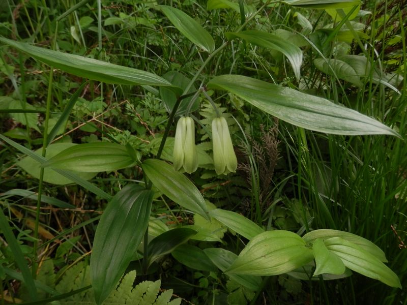 ホウチャクソウ