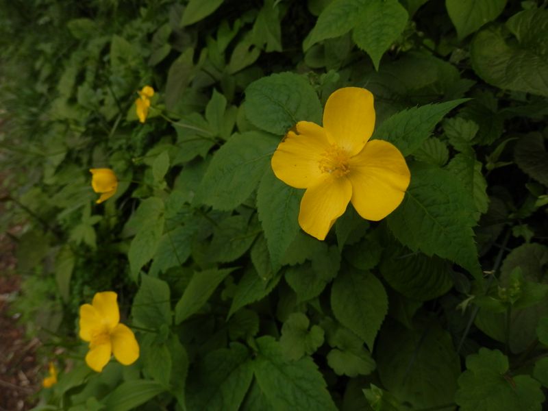 花弁が四枚、ヤマブキソウ