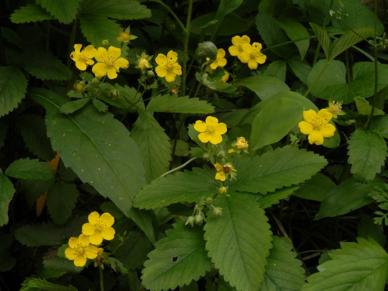 ミツバツチグリ