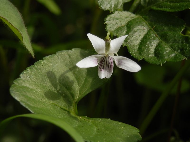 ツボスミレ（ニョイスミレ）