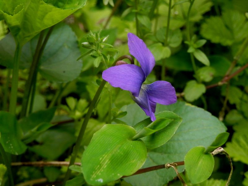 野生化したアメリカスミレサイシン Papilionacea