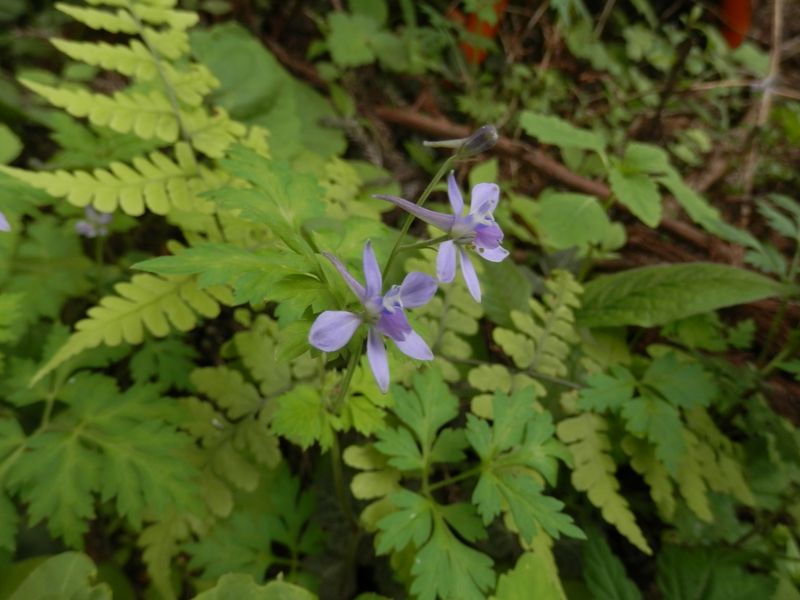 セリバヒエンソウ