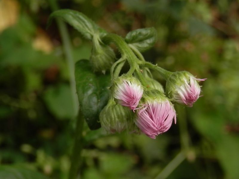 p5037159.jpg (large)