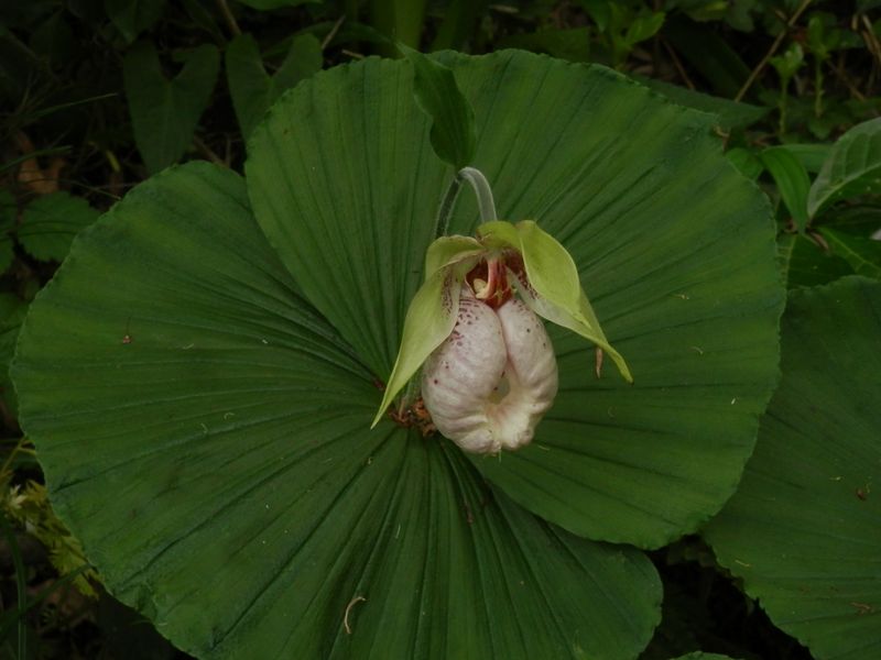 蛇塚のクマガイソウをもう一度