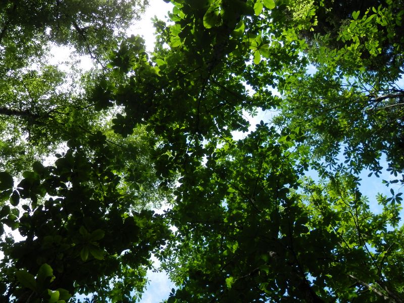 密集するホオノキを見上げる