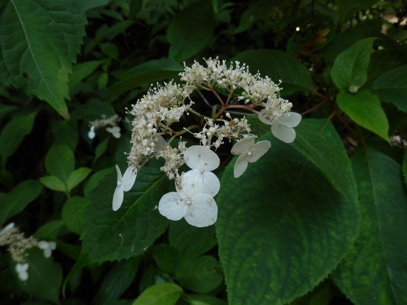 p6276563.jpg (large)