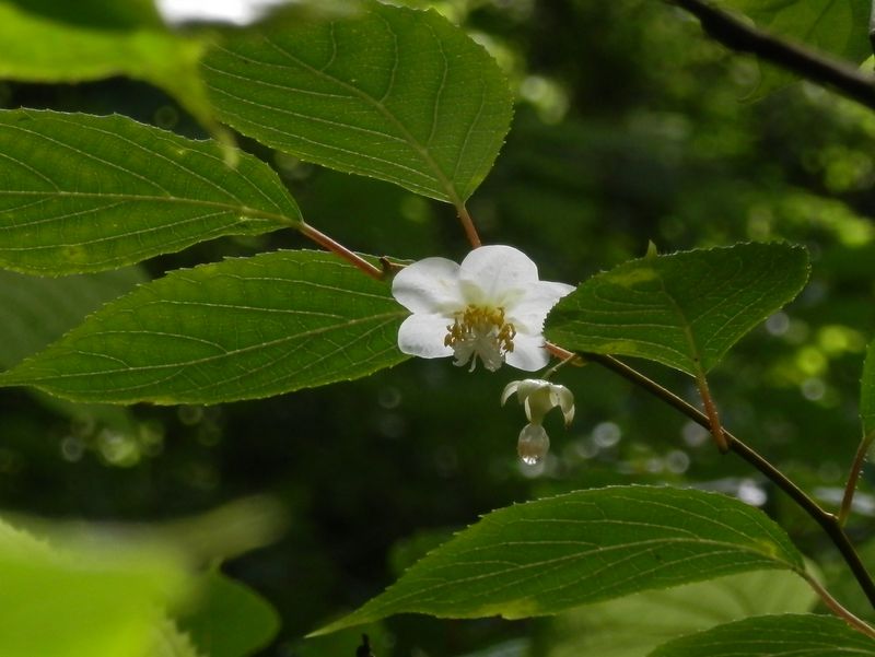 マタタビの雄花