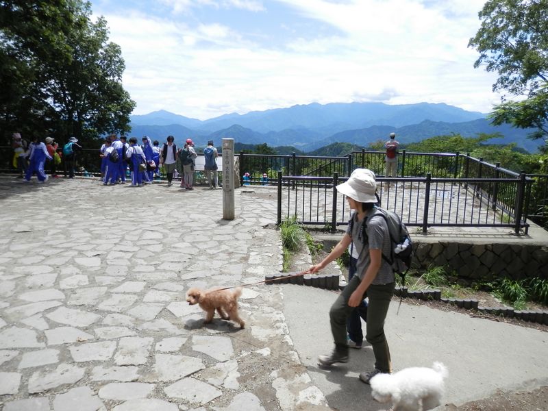 可愛い犬を連れて