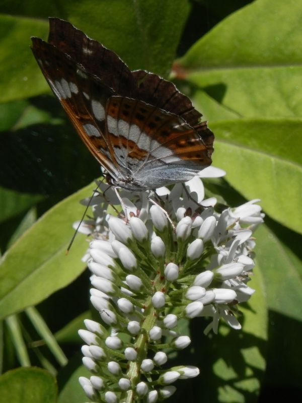 イチモンジチョウ