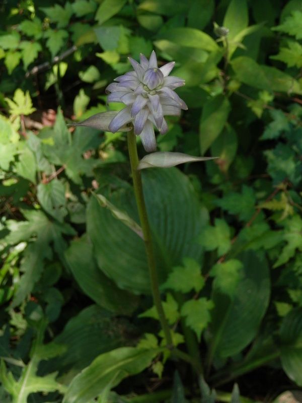 オオバギボウシの花